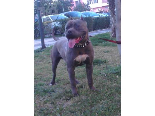pitbull blue nose bully xl